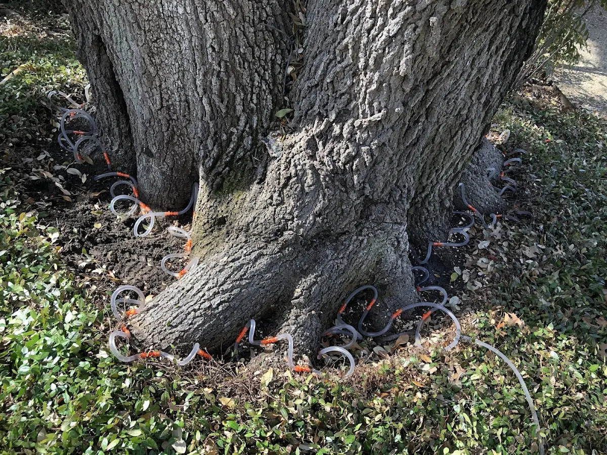 Detailed Tree Cabling and Bracing job site in Scandia