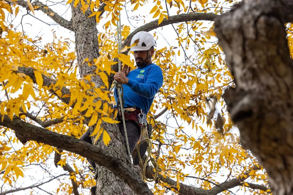 Skilled Tree Pruning crew working in Scandia