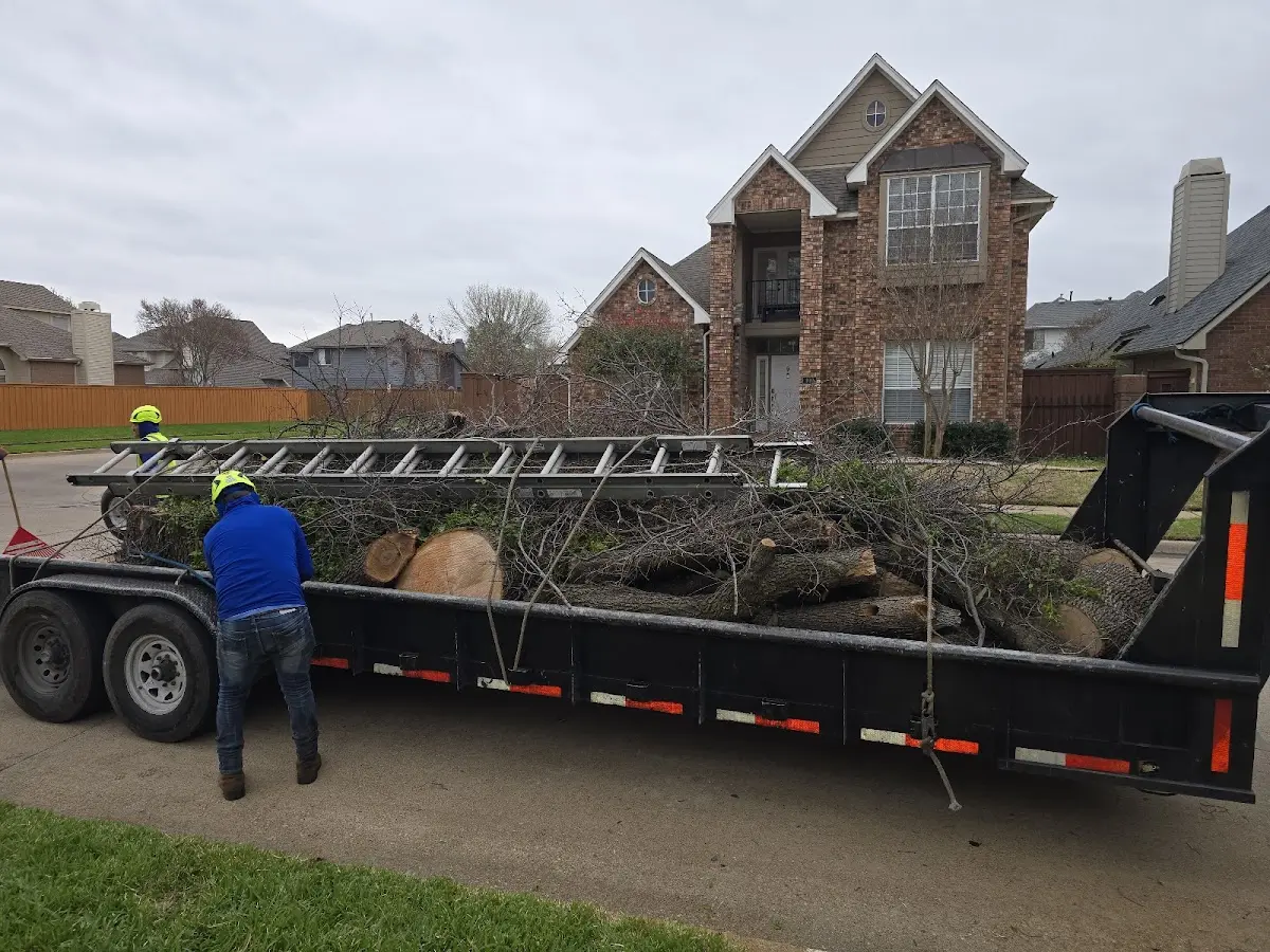 Expert Tree Removal with proper safety equipment in Scandia